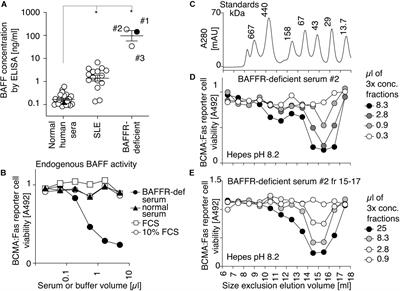 BAFF 60-mer, and Differential BAFF 60-mer Dissociating Activities in Human Serum, Cord Blood and Cerebrospinal Fluid